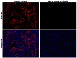 Invitrogen ATP1A1 Monoclonal Antibody (M8-P1-A3) 100 &mu;g; Unconjugated:Antibodies,