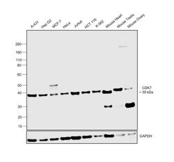 Invitrogen CDK7 Monoclonal Antibody (31TF2-1F8) 50 &mu;L; Unconjugated:Antibodies,