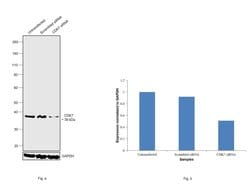 Invitrogen CDK7 Monoclonal Antibody (31TF2-1F8) 50 &mu;L; Unconjugated:Antibodies,