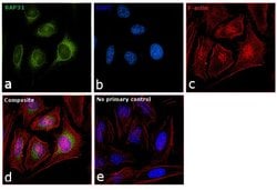 Invitrogen BAP31 Monoclonal Antibody (CC-1) 100 &mu;L; Unconjugated:Antibodies,