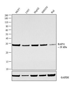 Invitrogen BAP31 Monoclonal Antibody (CC-1) 100 &mu;L; Unconjugated:Antibodies,