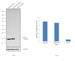 Invitrogen BAP31 Monoclonal Antibody (CC-1) 100 &mu;L; Unconjugated:Antibodies,