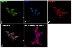 Invitrogen HSP70 Monoclonal Antibody (3A3) 50 &mu;g; Unconjugated:Antibodies,