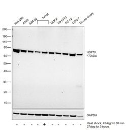 Invitrogen HSP70 Monoclonal Antibody (3A3) 50 &mu;g; Unconjugated:Antibodies,