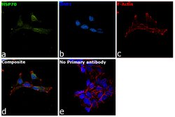 Invitrogen HSP70 Monoclonal Antibody (5A5) 250 &mu;L; Unconjugated:Antibodies,