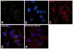 Invitrogen HSP70 Monoclonal Antibody (2A4) 100 &mu;L; Unconjugated:Antibodies,