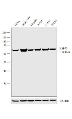 Invitrogen HSP70 Monoclonal Antibody (2A4) 100 &mu;L; Unconjugated:Antibodies,