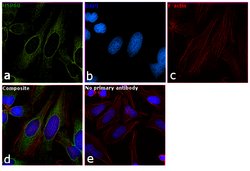 Invitrogen HSP60 Monoclonal Antibody (2E1/53) 100 &mu;g; Unconjugated:Antibodies,