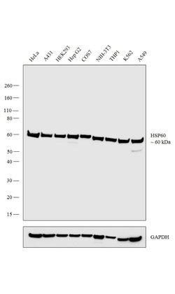 Invitrogen HSP60 Monoclonal Antibody (2E1/53) 100 &mu;g; Unconjugated:Antibodies,