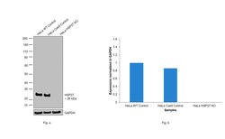 Invitrogen HSP27 Monoclonal Antibody (G3.1) 100 &mu;L; Unconjugated:Antibodies,
