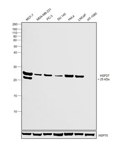 Invitrogen HSP27 Monoclonal Antibody (G3.1) 100 &mu;L; Unconjugated:Antibodies,