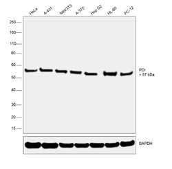 Invitrogen PDI Monoclonal Antibody (RL77) 100 &mu;L; Unconjugated:Antibodies,