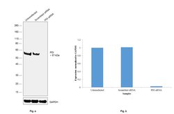 Invitrogen PDI Monoclonal Antibody (RL77) 100 &mu;L; Unconjugated:Antibodies,