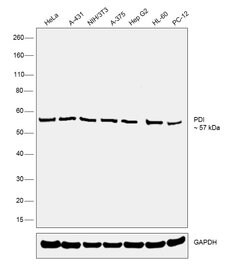 Invitrogen PDI Monoclonal Antibody (RL90) 100 &mu;L; Unconjugated:Antibodies,