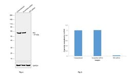 Invitrogen PDI Monoclonal Antibody (RL90) 100 &mu;L; Unconjugated:Antibodies,