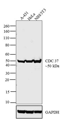 Invitrogen Cdc37 Monoclonal Antibody (C1) 100 &mu;L; Unconjugated:Antibodies,