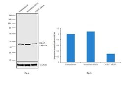 Invitrogen Cdc37 Monoclonal Antibody (C1) 100 &mu;L; Unconjugated:Antibodies,