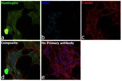 Invitrogen™ Huntingtin Monoclonal Antibody (1HU-4C8)