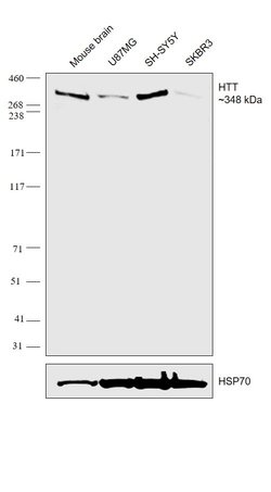 Invitrogen Huntingtin Monoclonal Antibody (1HU-4C8) 50 &mu;L; Unconjugated:Antibodies,
