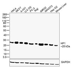 Invitrogen HP1 beta Monoclonal Antibody (1MOD-1A9) 50 &mu;L; Unconjugated:Antibodies,