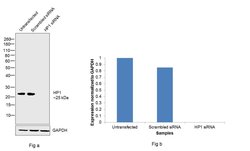 Invitrogen HP1 beta Monoclonal Antibody (1MOD-1A9) 50 &mu;L; Unconjugated:Antibodies,