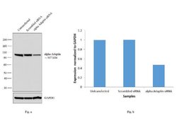 Invitrogen alpha Adaptin Monoclonal Antibody (AC1-M11) 500 &mu;L; Unconjugated:Antibodies,