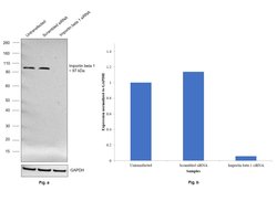 Invitrogen Importin beta-1 Monoclonal Antibody (3E9) 100 &mu;g; Unconjugated:Antibodies,