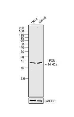 Invitrogen FXN Monoclonal Antibody (NPM-1B2) 50 &mu;L; Unconjugated:Antibodies,