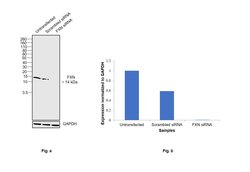 Invitrogen FXN Monoclonal Antibody (NPM-1B2) 50 &mu;L; Unconjugated:Antibodies,