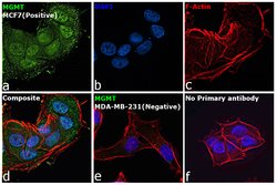 Invitrogen MGMT Monoclonal Antibody (MT 23.2) 100 &mu;L | Buy Online | Invitrogen&trade; | Fisher Scientific