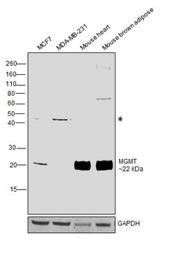Invitrogen MGMT Monoclonal Antibody (MT 23.2) 100 &mu;L | Buy Online | Invitrogen&trade; | Fisher Scientific