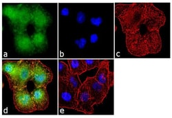 Invitrogen™ Aggrecan Monoclonal Antibody (BC-3)
