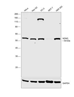 Invitrogen NONO Monoclonal Antibody (78-1 C) 100 &mu;L; Unconjugated:Antibodies,
