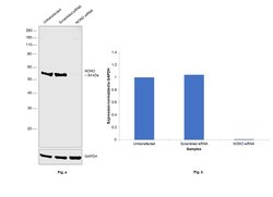 Invitrogen NONO Monoclonal Antibody (78-1 C) 100 &mu;L; Unconjugated:Antibodies,