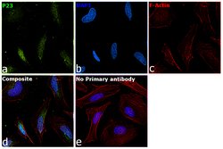Invitrogen p23 Monoclonal Antibody (JJ3) 100 &mu;L; Unconjugated:Antibodies,