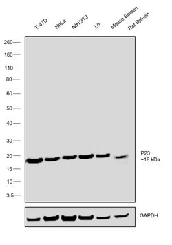 Invitrogen p23 Monoclonal Antibody (JJ3) 100 &mu;L; Unconjugated:Antibodies,