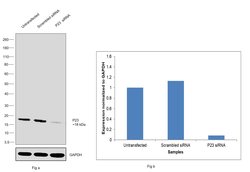 Invitrogen p23 Monoclonal Antibody (JJ3) 100 &mu;L; Unconjugated:Antibodies,