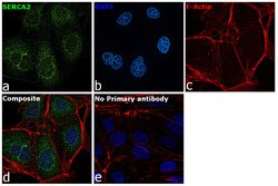 SERCA2 ATPase Monoclonal Antibody (IID8), Invitrogen 100 &mu;L; Unconjugated:Antibodies,
