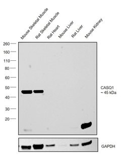 Invitrogen Calsequestrin Monoclonal Antibody (VIIID12) 100 &mu;L; Unconjugated:Antibodies,