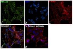 Invitrogen ATP1A3 Monoclonal Antibody (XVIF9-G10) 100 &mu;g; Unconjugated:Antibodies,