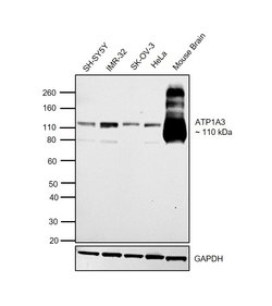 Invitrogen ATP1A3 Monoclonal Antibody (XVIF9-G10) 100 &mu;g; Unconjugated:Antibodies,