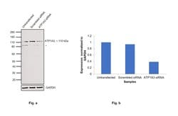 Invitrogen ATP1A3 Monoclonal Antibody (XVIF9-G10) 100 &mu;g; Unconjugated:Antibodies,