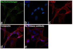 Invitrogen Sodium/Calcium Exchanger Monoclonal Antibody (C2C12) 100 &mu;g;