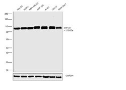 ATP1A1 Monoclonal Antibody (M7-PB-E9), Invitrogen 400 &mu;L; Unconjugated:Antibodies,