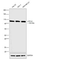 ATP1A1 Monoclonal Antibody (M8-P1-A3), Invitrogen 100 &mu;g; Unconjugated:Antibodies,