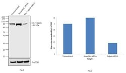 Invitrogen Mu-Calpain Monoclonal Antibody (9A4H8D3) 100 &mu;g; Unconjugated:Antibodies,