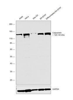 Invitrogen Calpastatin Monoclonal Antibody (1F7E3D10) 100 &mu;L; Unconjugated:Antibodies,
