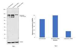 Invitrogen Calpastatin Monoclonal Antibody (1F7E3D10) 100 &mu;L; Unconjugated:Antibodies,