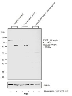 Invitrogen PARP1 Monoclonal Antibody (C-2-10) 50 &mu;L; Unconjugated:Antibodies,