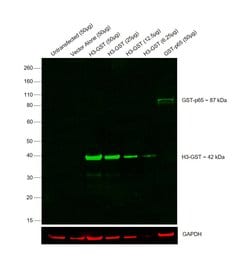 Invitrogen&trade;&nbsp;GST Tag Monoclonal Antibody (8-326), DyLight&trade; 800 4X PEG